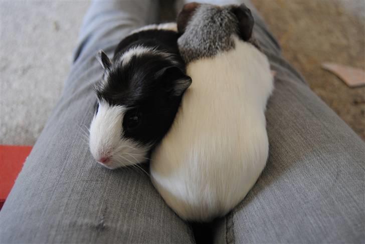 Marsvin |Daim billede 14