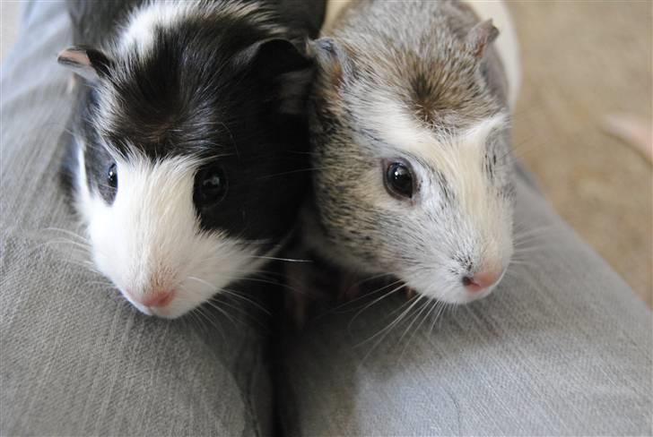 Marsvin |Daim billede 15