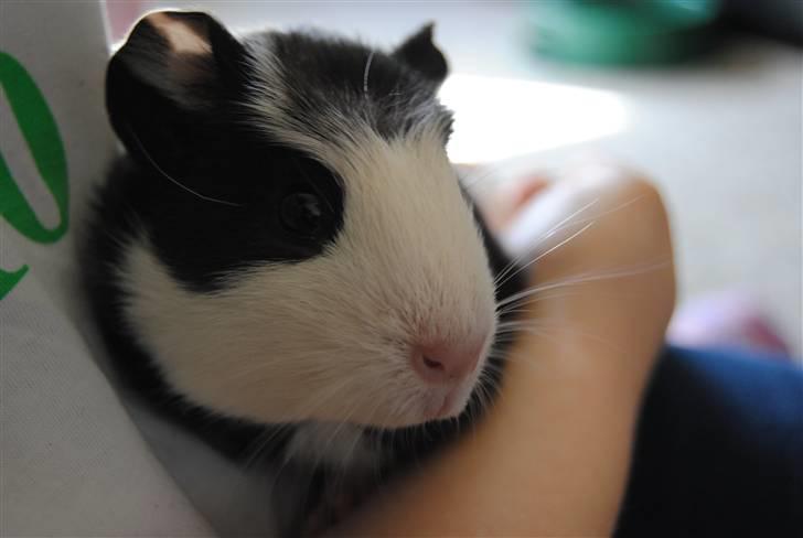 Marsvin |Daim billede 16