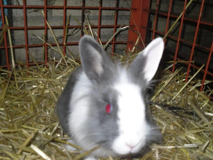 Kanin Snip |DØD:'C| - <3 billede 6