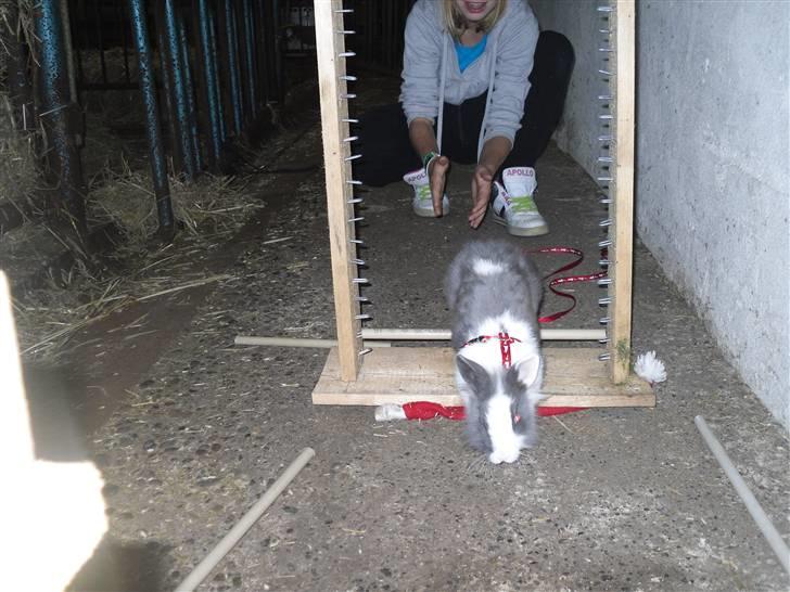 Kanin Snip |DØD:'C| - Lige sprunget :D  billede 7