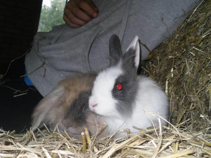 Kanin Snip |DØD:'C| billede 8