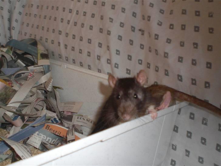 Tamrotte Victor RIP - 20/7-10 billede 9