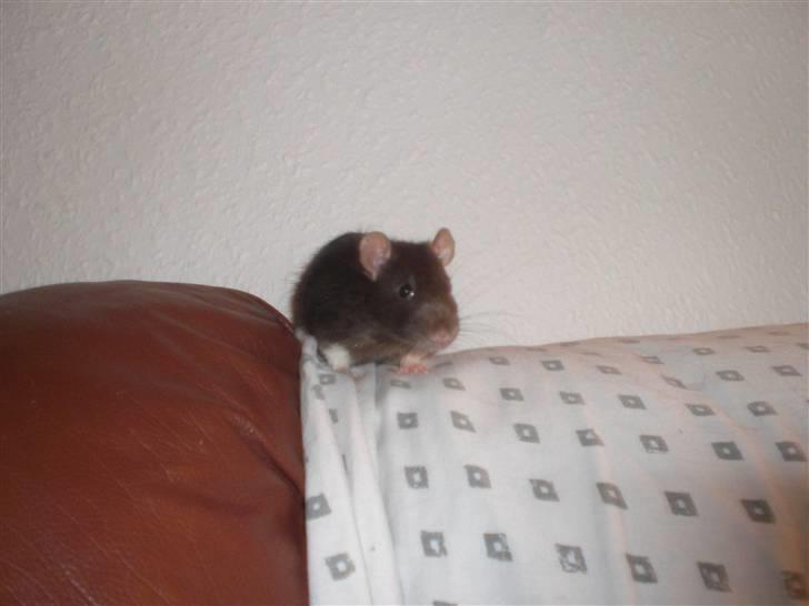 Tamrotte Victor RIP - 8/9-10 billede 10