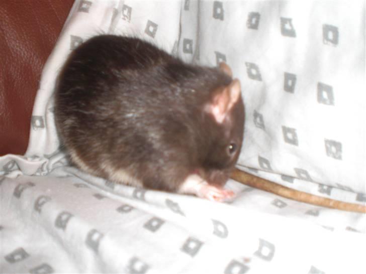 Tamrotte Victor RIP - 8/9-10 billede 11