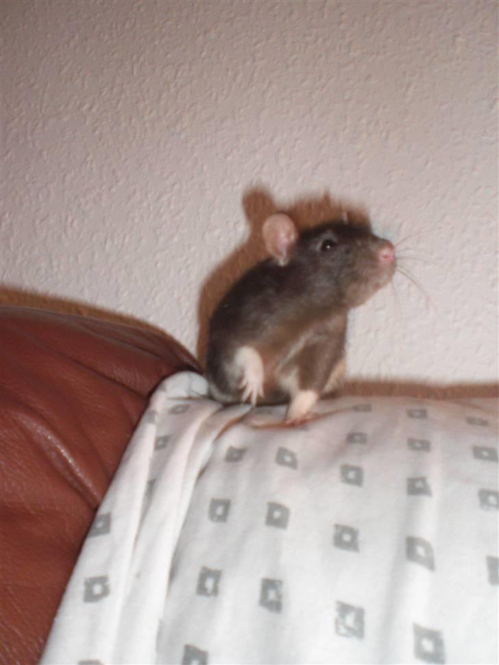 Tamrotte Victor RIP - 8/9-10 billede 12