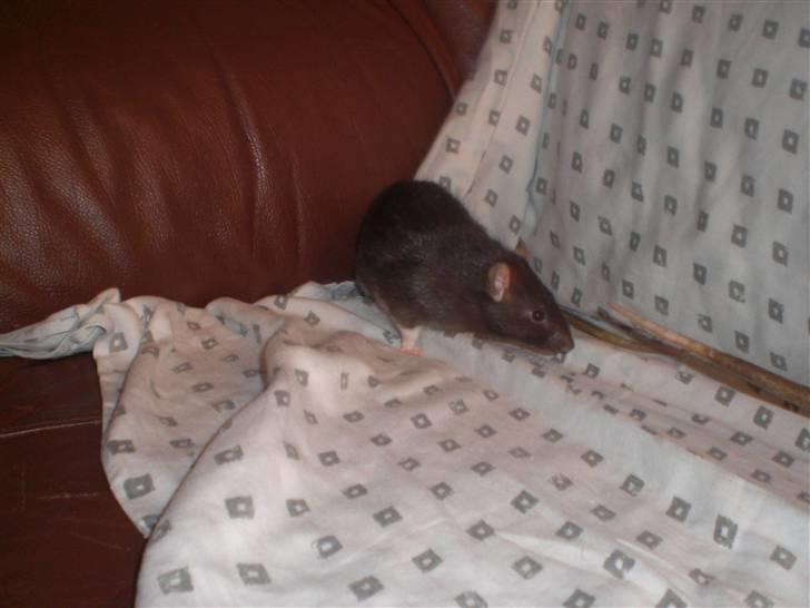 Tamrotte Victor RIP - 8/9-10 billede 13