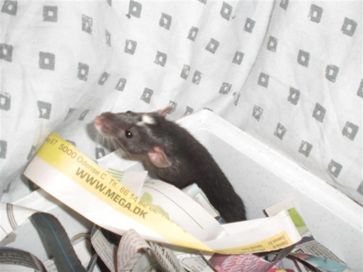 Tamrotte Vita RIP - 20/7-10 billede 6