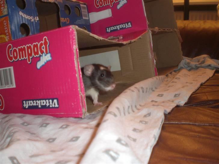 Tamrotte Vita RIP - 8/9-10 billede 7