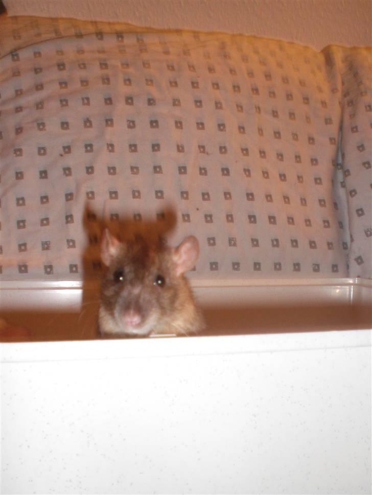 Tamrotte Faith RIP - 21/11-10. billede 12