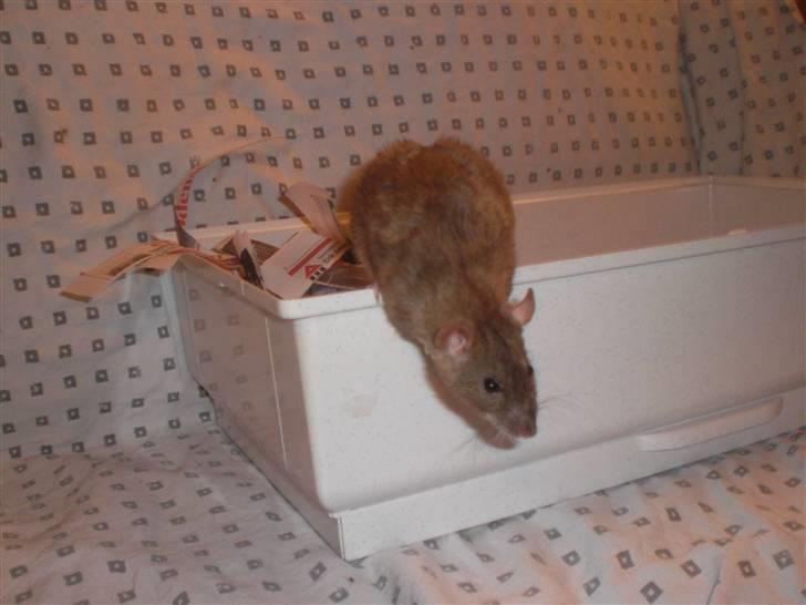 Tamrotte Faith RIP - 21/11-10. billede 13