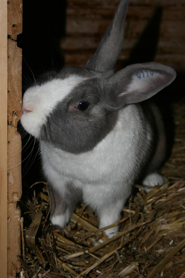 Kanin Company billede 1