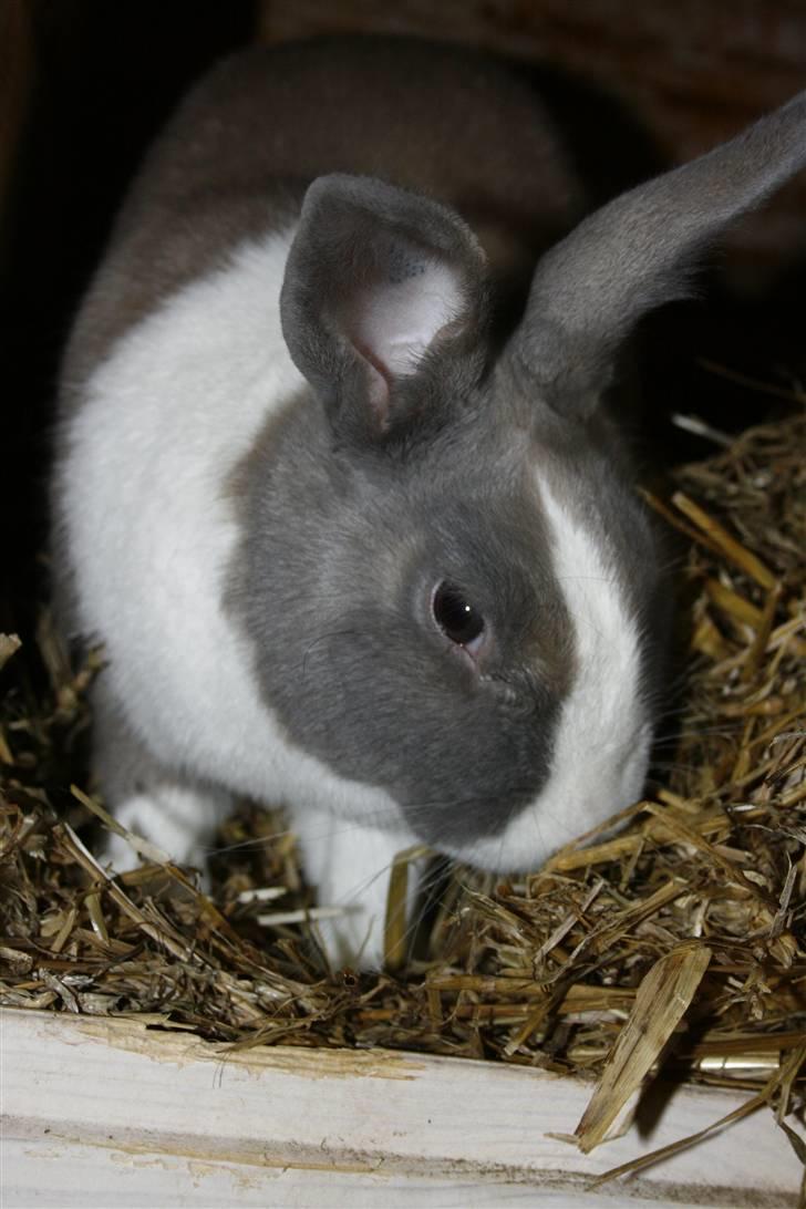 Kanin Company billede 2