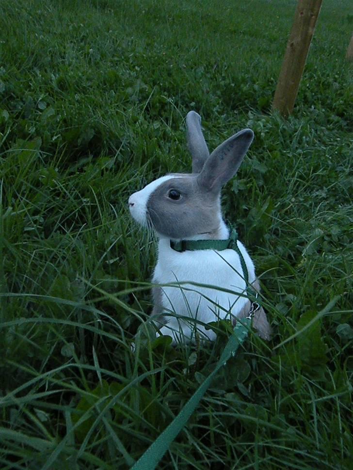 Kanin Company billede 3