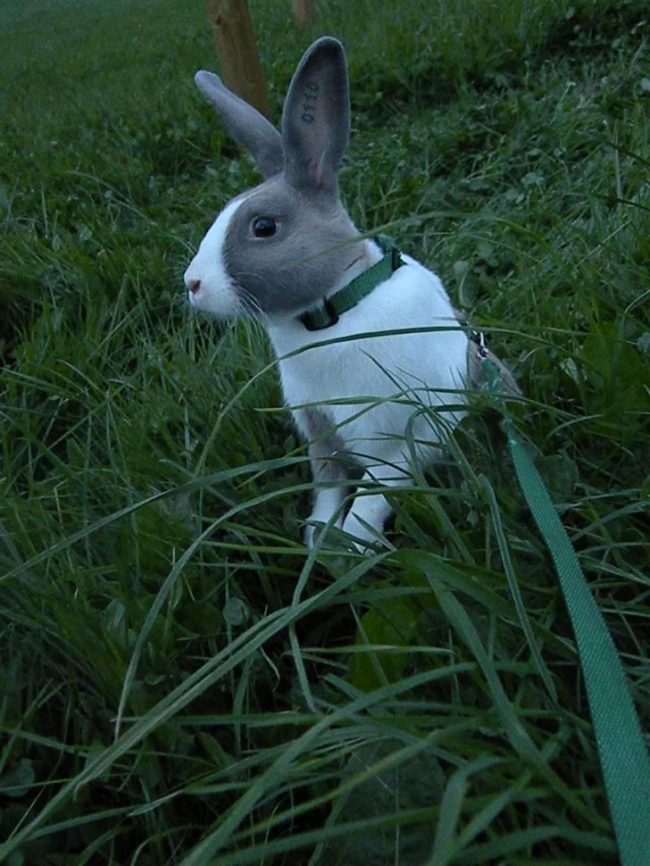 Kanin Company billede 4