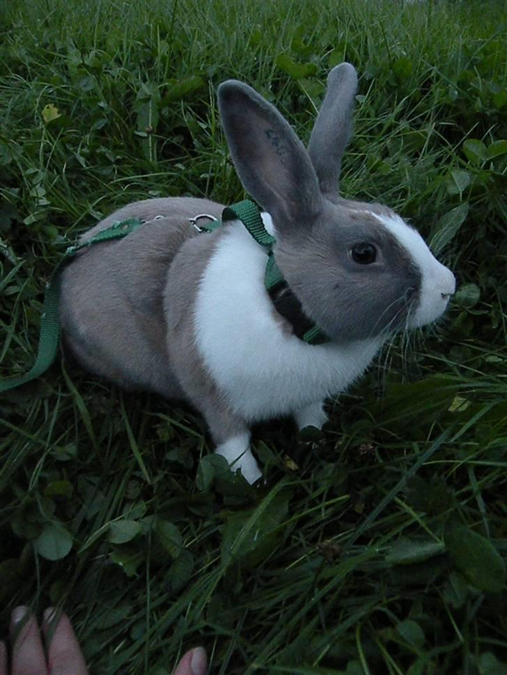 Kanin Company billede 5