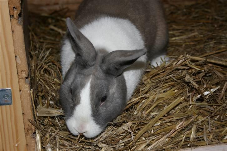 Kanin Company billede 6