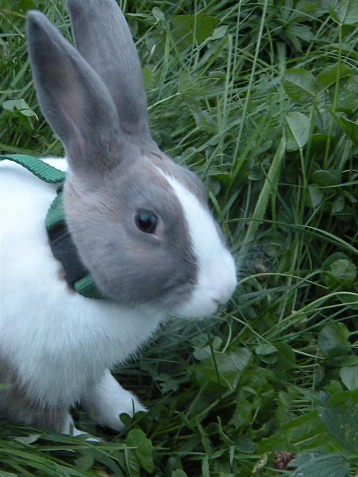 Kanin Company billede 7