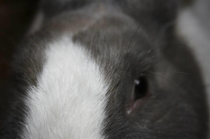 Kanin Company billede 8