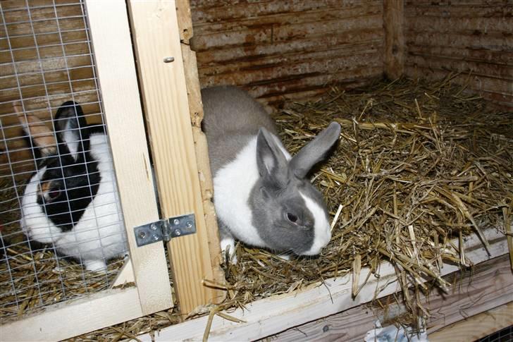 Kanin Company - Min dejlige lækre Dame :D♥ billede 9