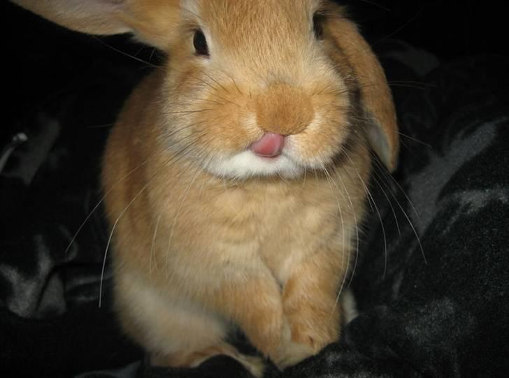 Kanin Gucci - hov hov Gucci hvorfor rækker du tunge  billede 1