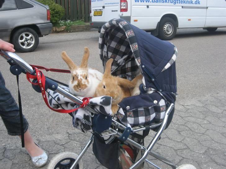 Kanin Gucci - gucci sammen med sin bror armarni  billede 2