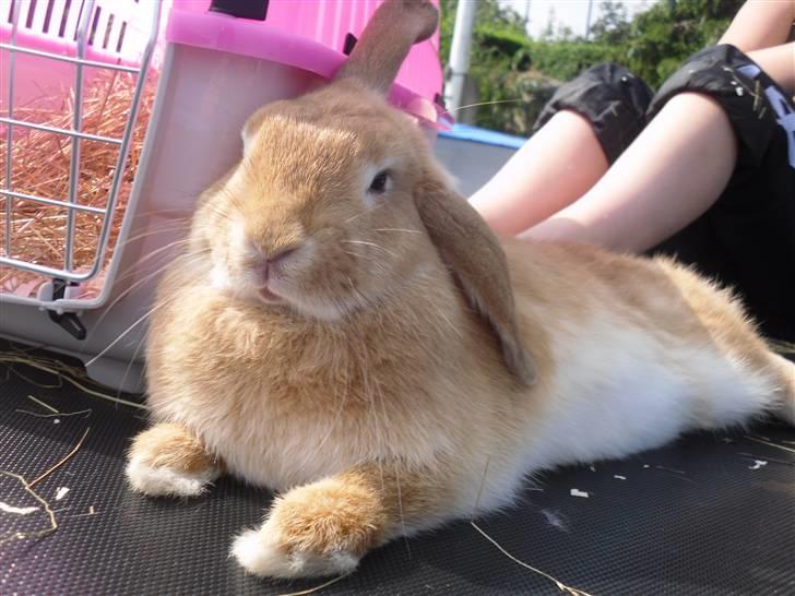 Kanin Gucci - Gucci tag en slapper  billede 3