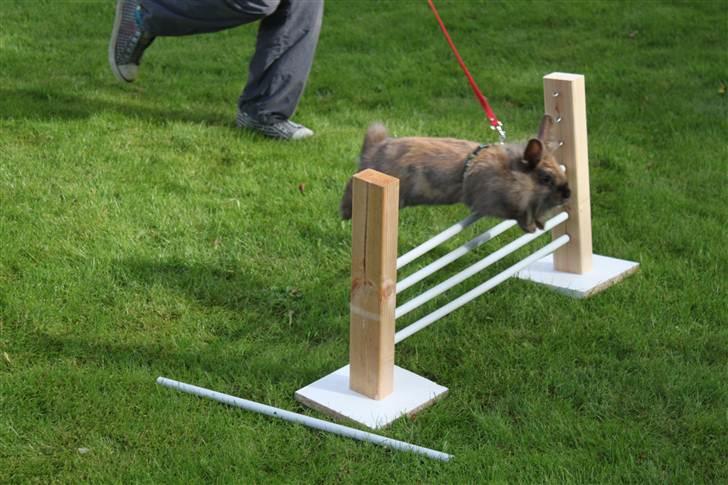 Kanin Nuggi billede 5