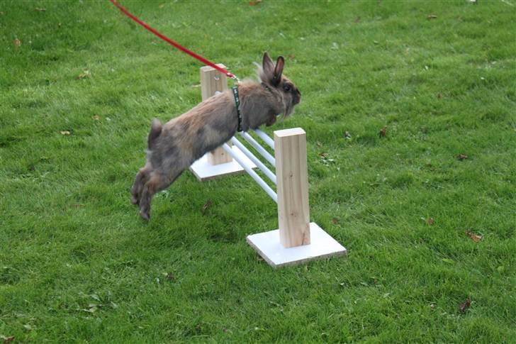 Kanin Nuggi billede 6