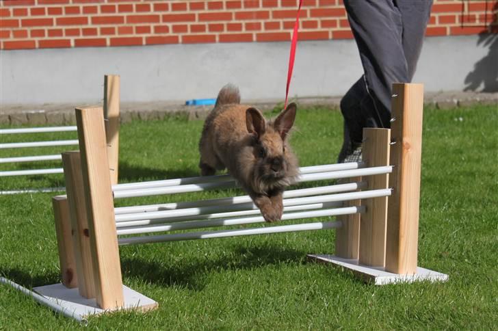 Kanin Nuggi billede 7