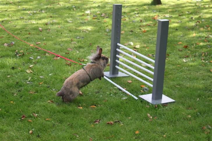 Kanin Nuggi billede 8