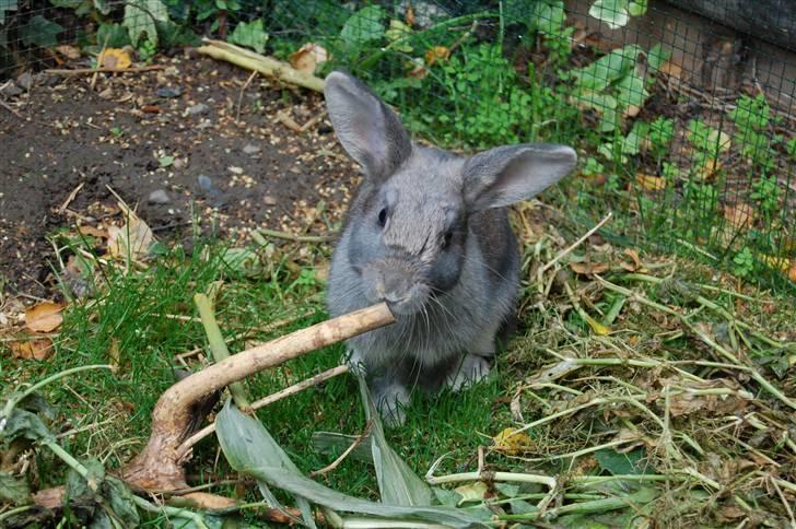 Kanin Pjuske billede 1