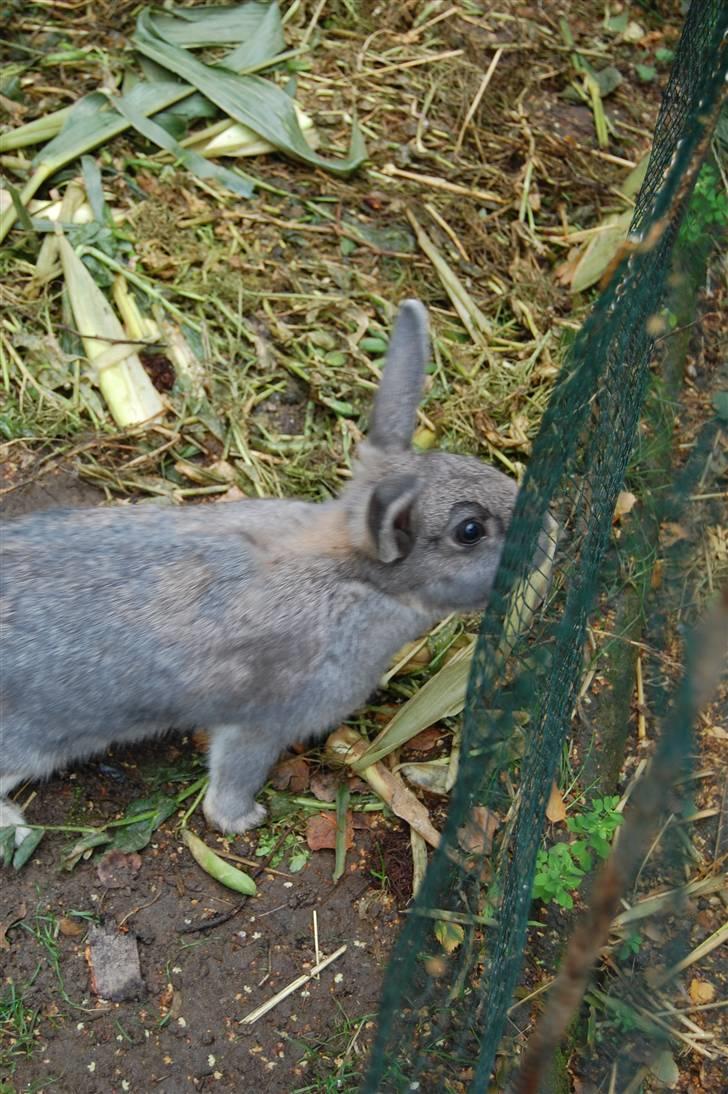 Kanin Pjuske billede 2