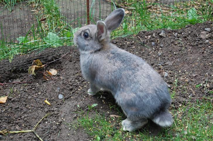 Kanin Pjuske billede 3