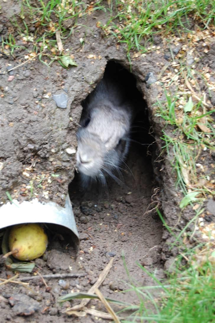 Kanin Pjuske billede 4