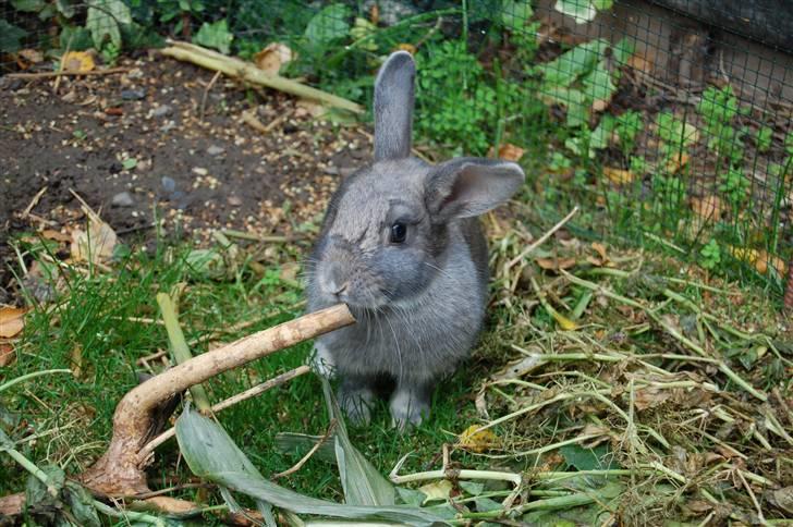 Kanin Pjuske billede 5