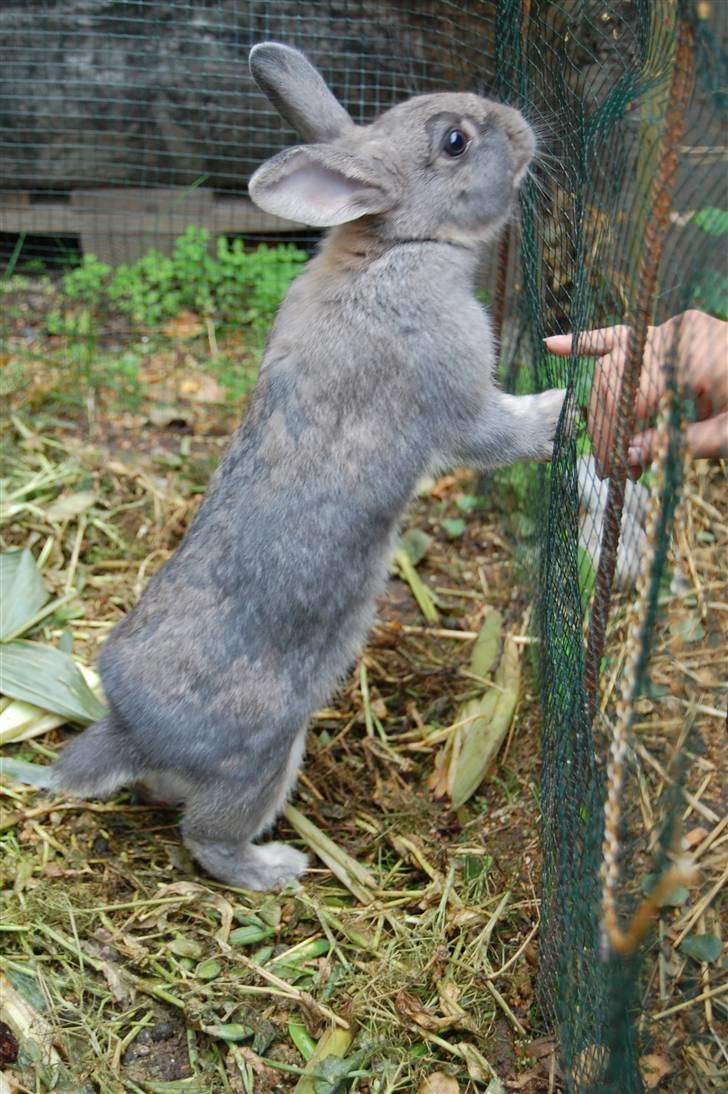 Kanin Pjuske billede 6