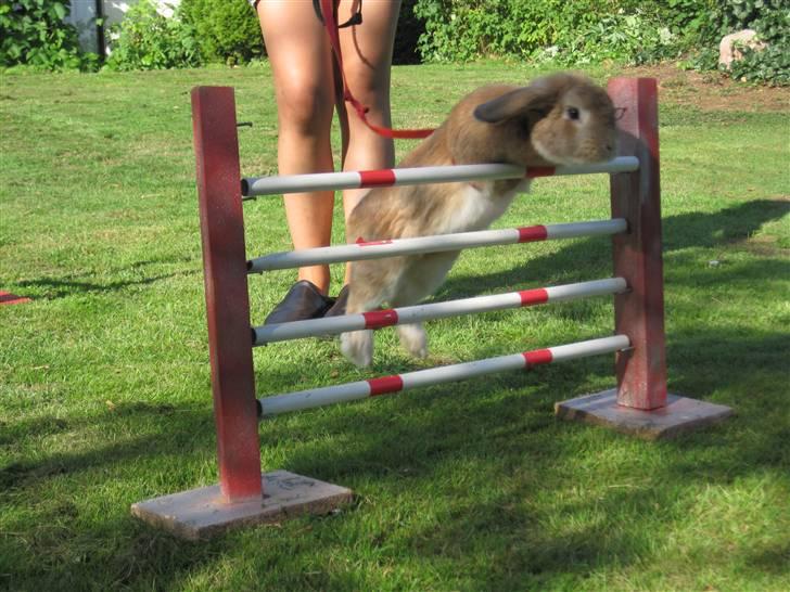 Kanin Chicki - Velkommen til Chicki´s profil - smid meget gerne en bedømmelse og en kommentar :) billede 1