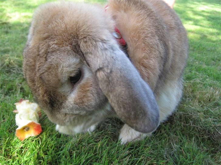 Kanin Chicki billede 2