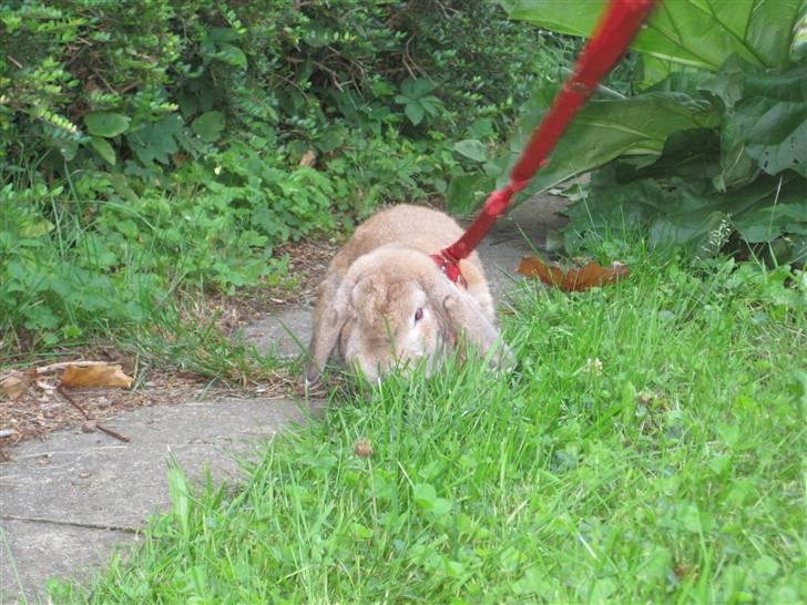 Kanin Chicki billede 3