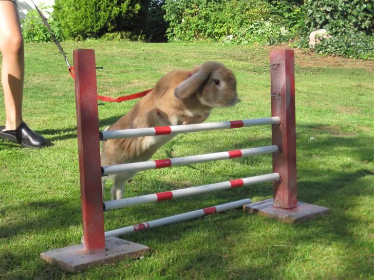 Kanin Chicki billede 4