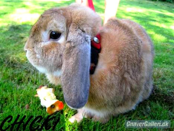 Kanin Chicki billede 5