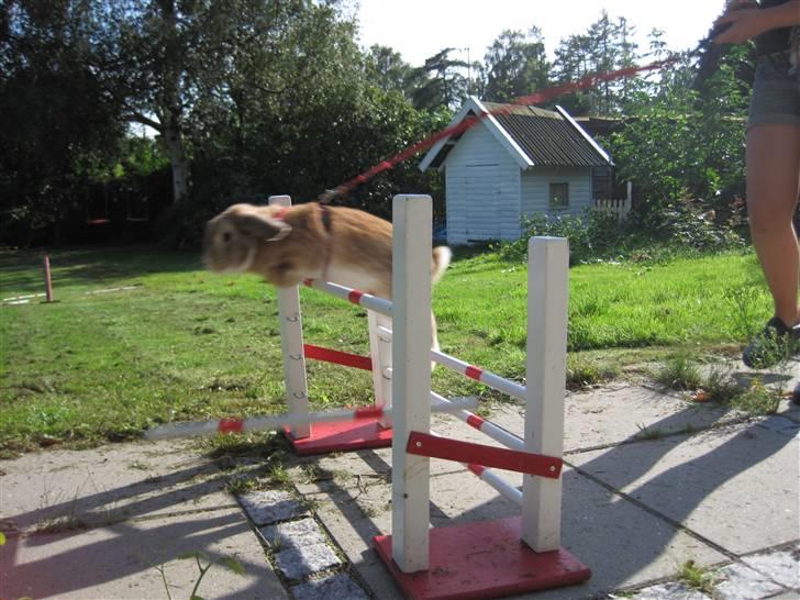 Kanin Chicki billede 6