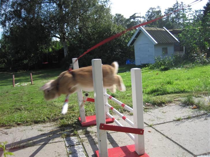 Kanin Chicki billede 7