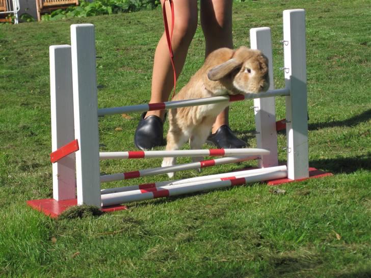 Kanin Chicki billede 8