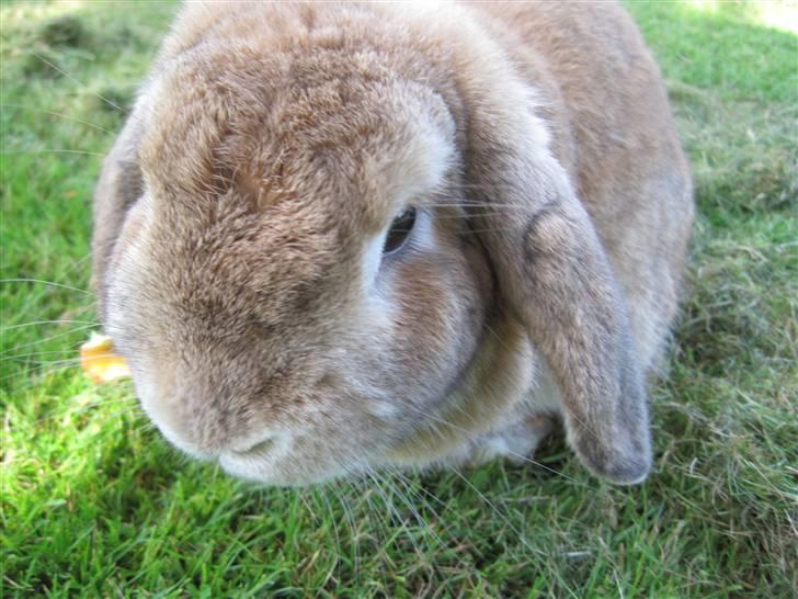 Kanin Chicki billede 9