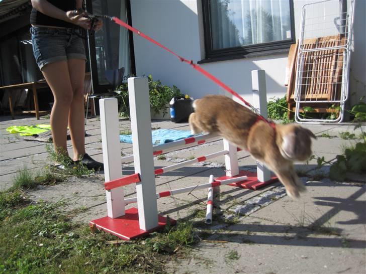 Kanin Chicki billede 10