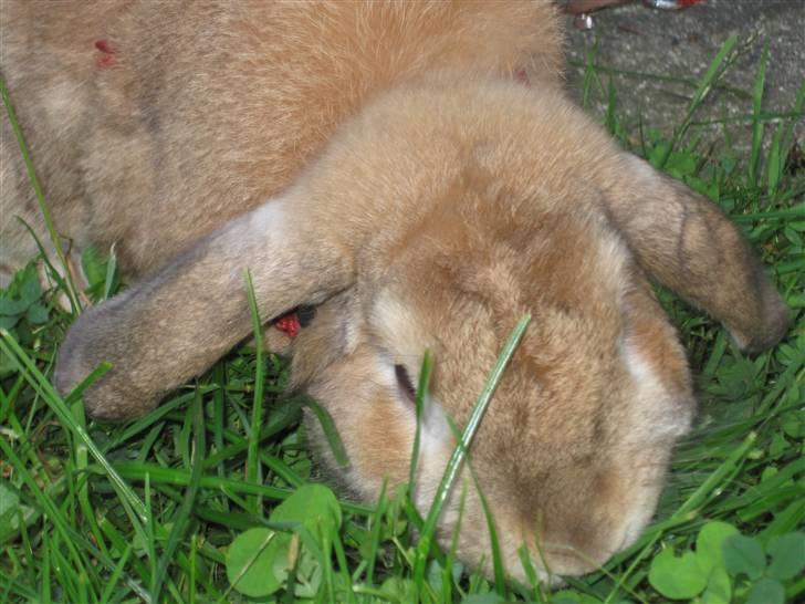 Kanin Chicki billede 11