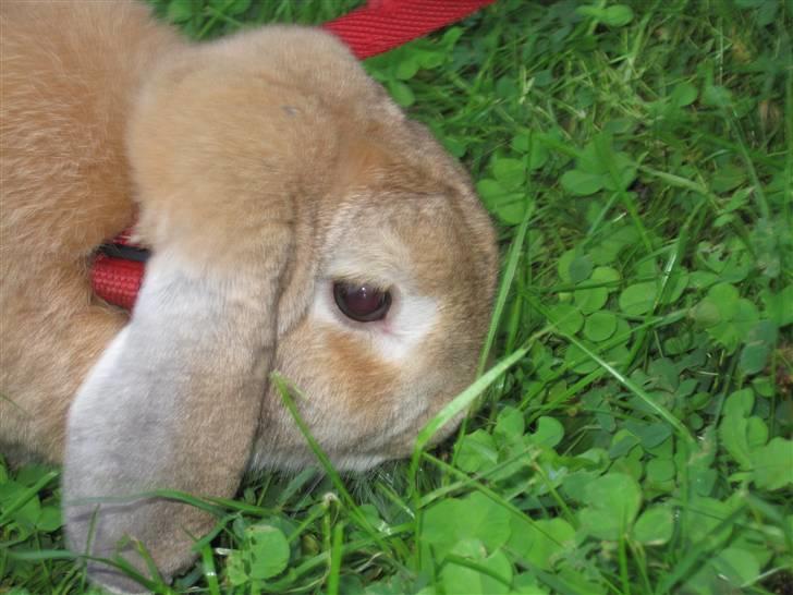 Kanin Chicki - SES billede 12