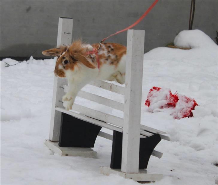 Kanin Winds Asi Liva - Foto: isabella billede 19